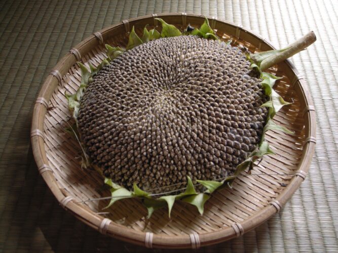 Harvesting Sunflower Seeds for Chickens